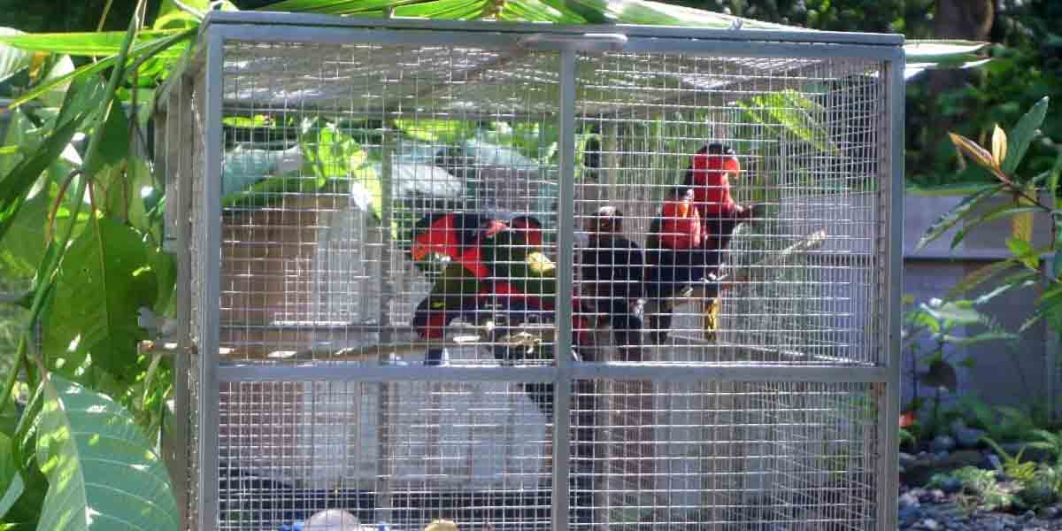 Burung paruh bengkok paling banyak diselundupkan keluar Papua. Foto: Fachruddin Aji/Papua60detik